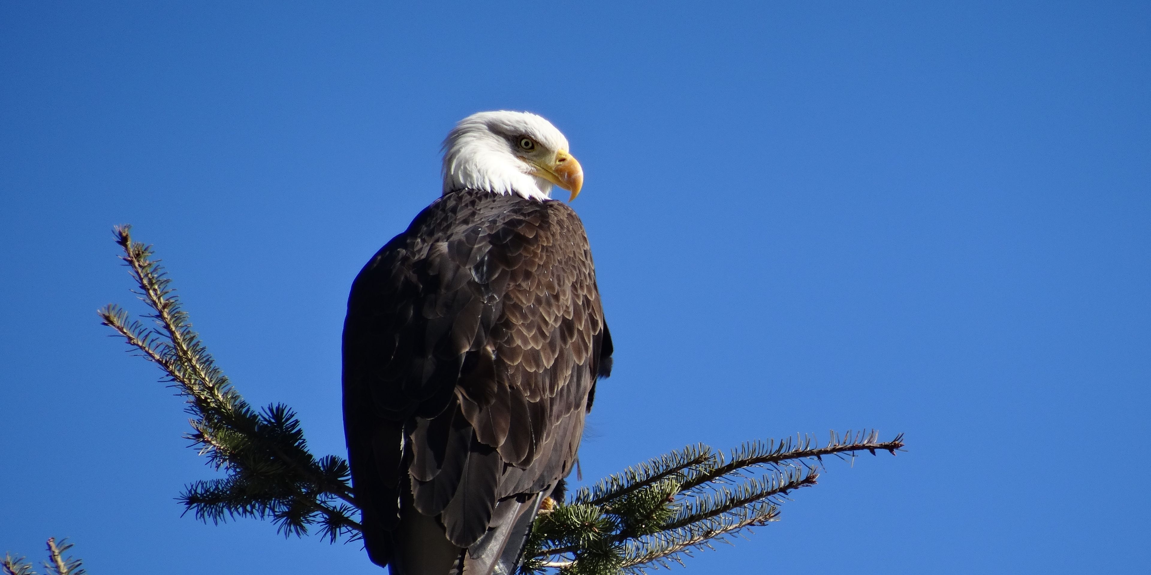 Ein Adler sitzt auf einem Nadelbaum und haelt Ausschau nach Beutetieren