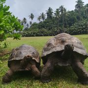 erfahrungsberichte-freiwilligenarbeit-seychellen-north-island-milena-landschildkroeten