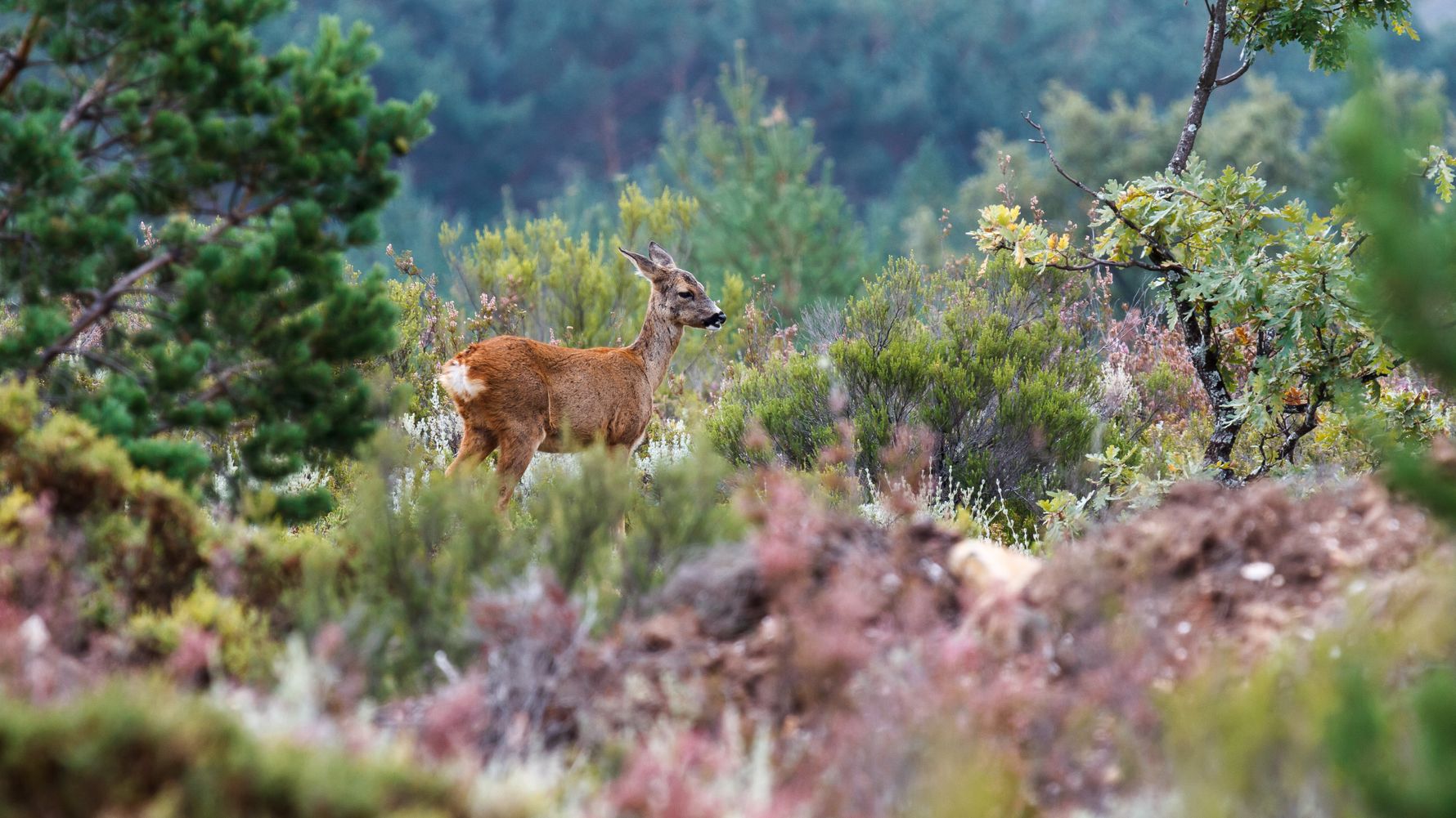natucate-blog-knowledge-rewilding-deer-nature