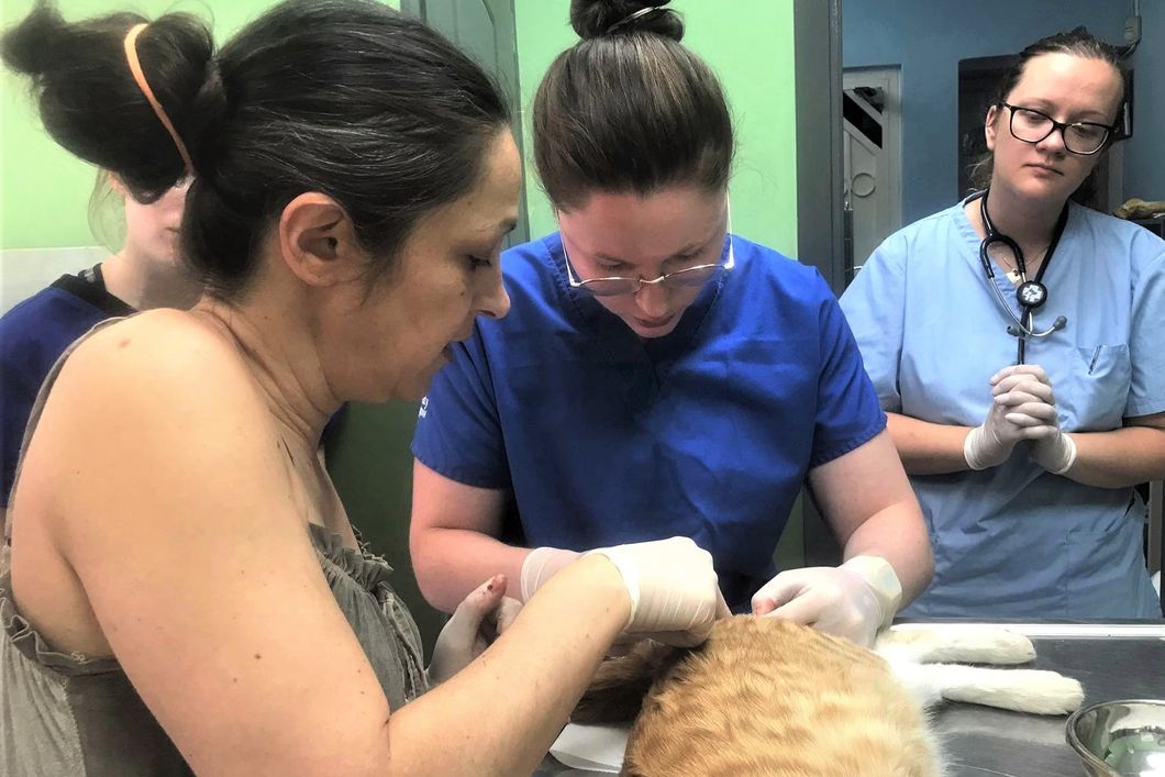 praktikum-griechenland-katzen-tiermedizin-operationen