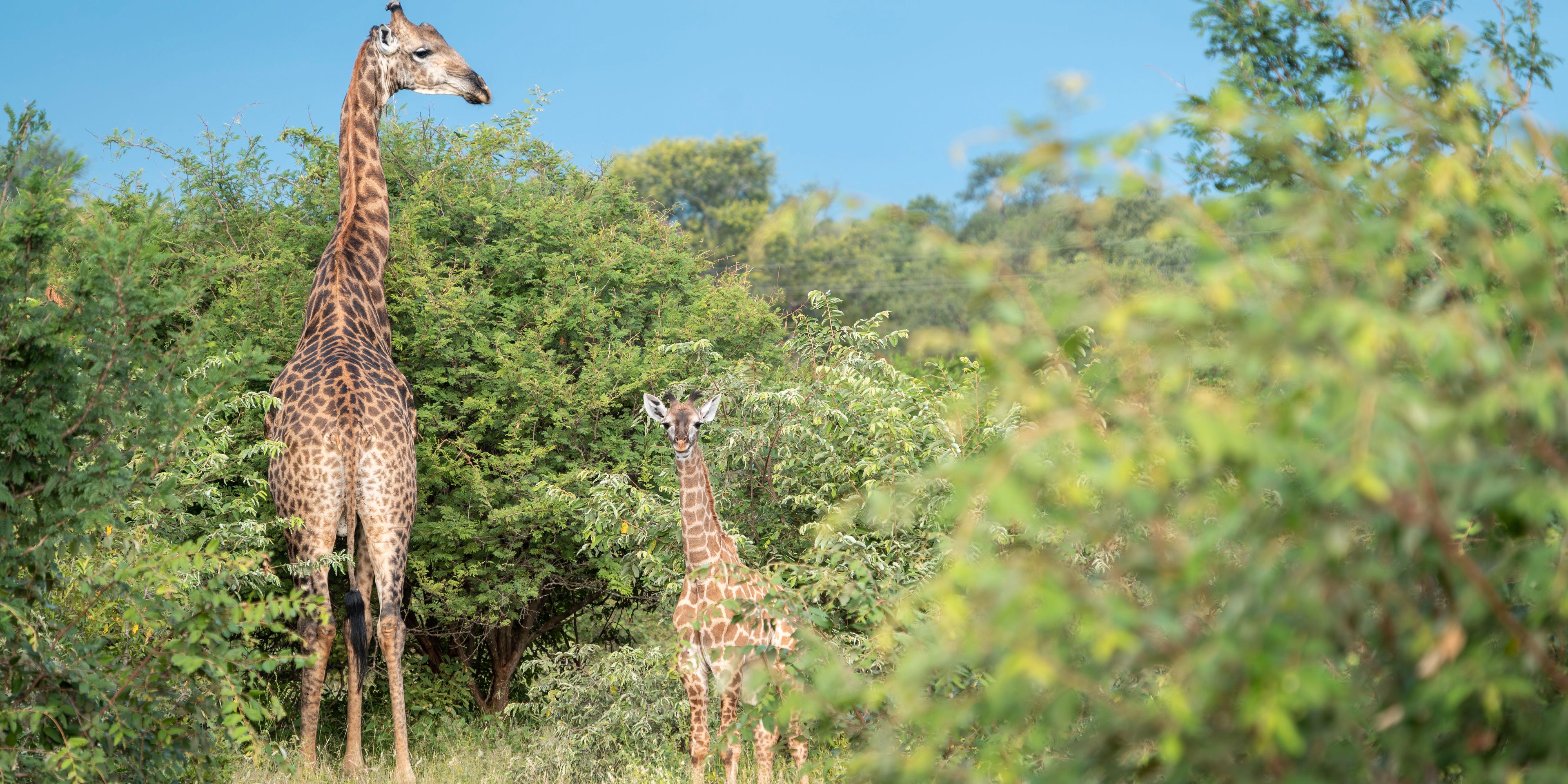 natucate-naturreise-bw-experience-baby-giraffe