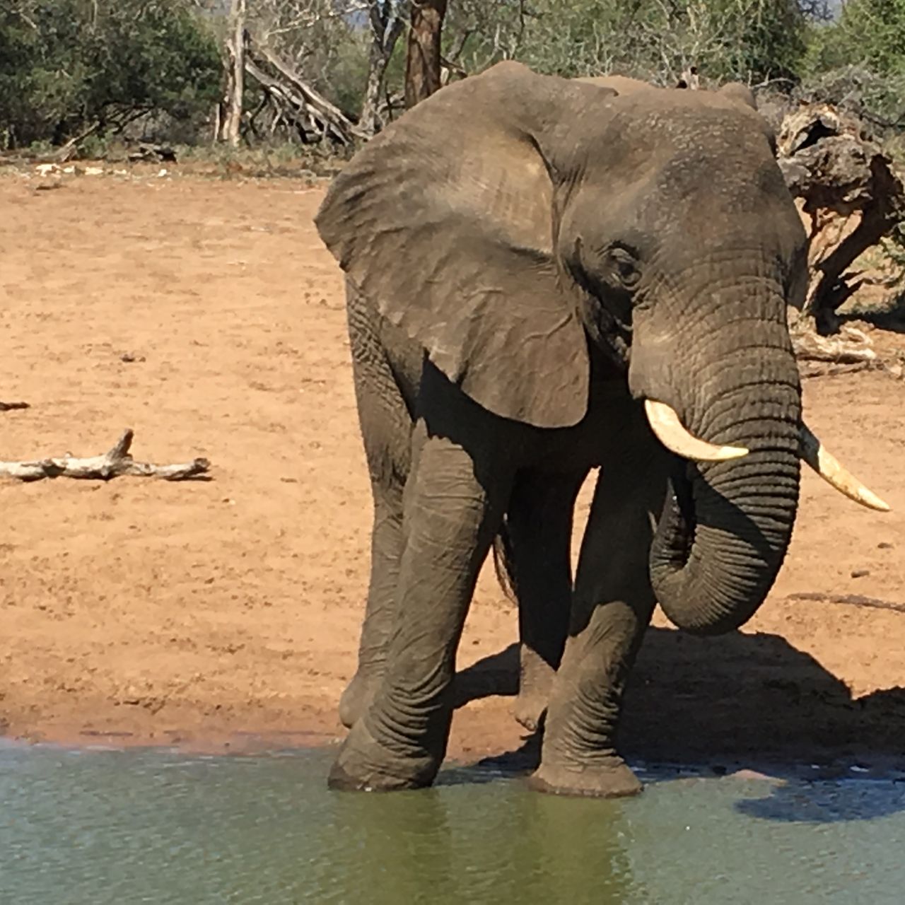 Freiwilligenarbeit: Ein afrikanischer Elefant steht an einer Wasserstelle