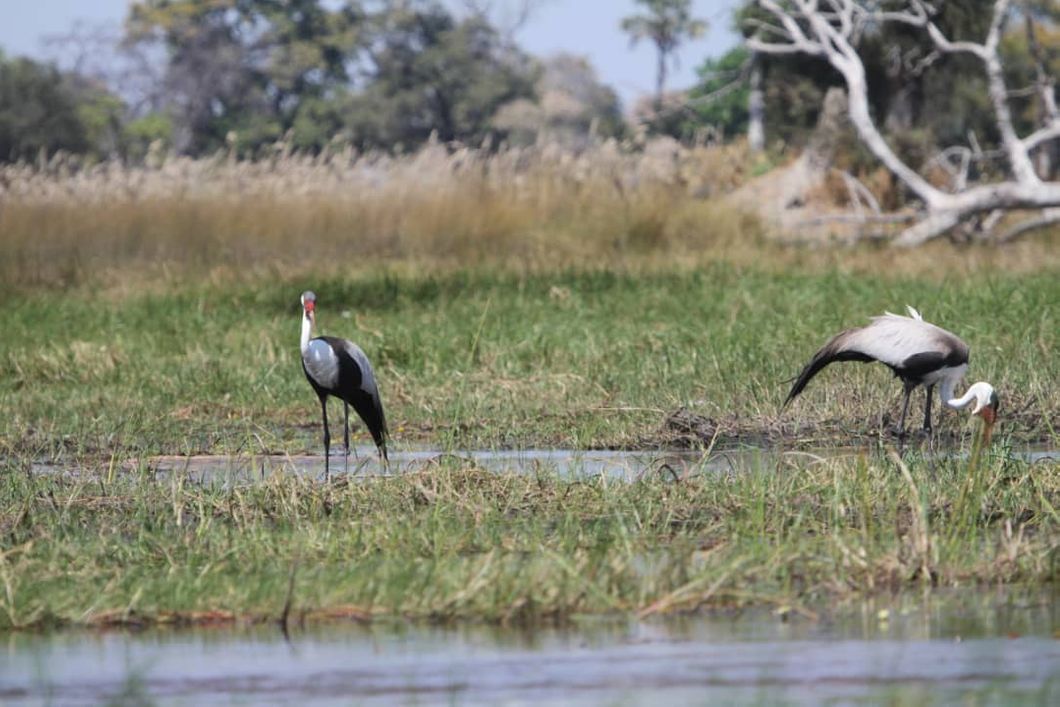 safari-botswana-zu-fuss-durchs-okavango-delta-vogel-sekretaer-natucate