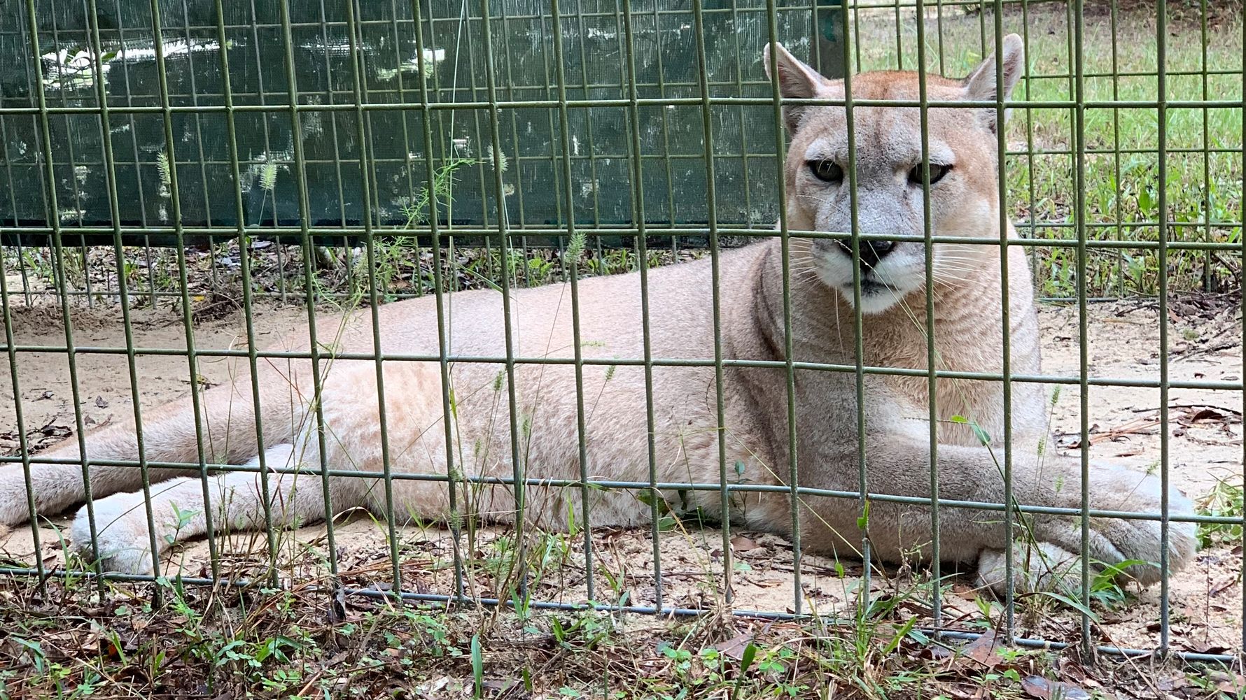 erfahrungsberichte-freiwilligenarbeit-usa-florida-wildlife-patrick-luchs