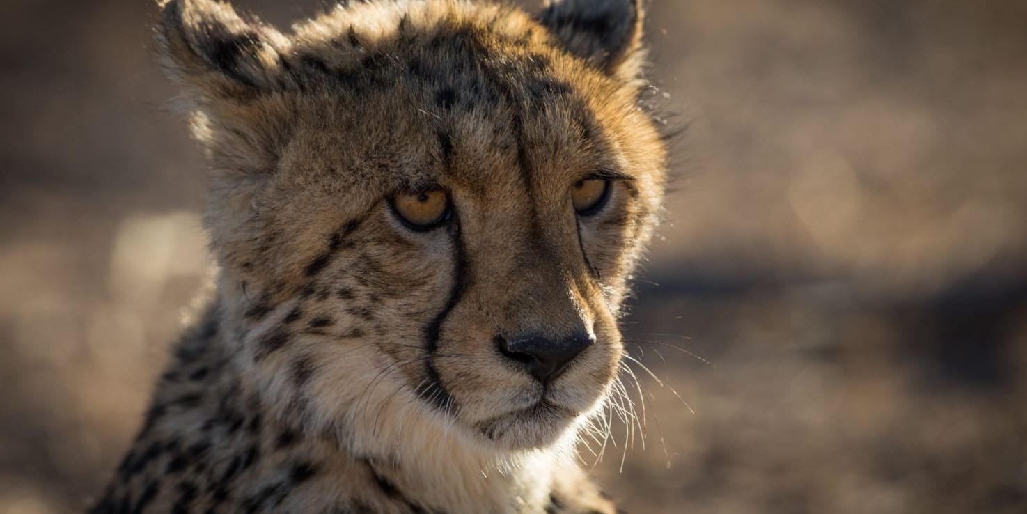 Gepard