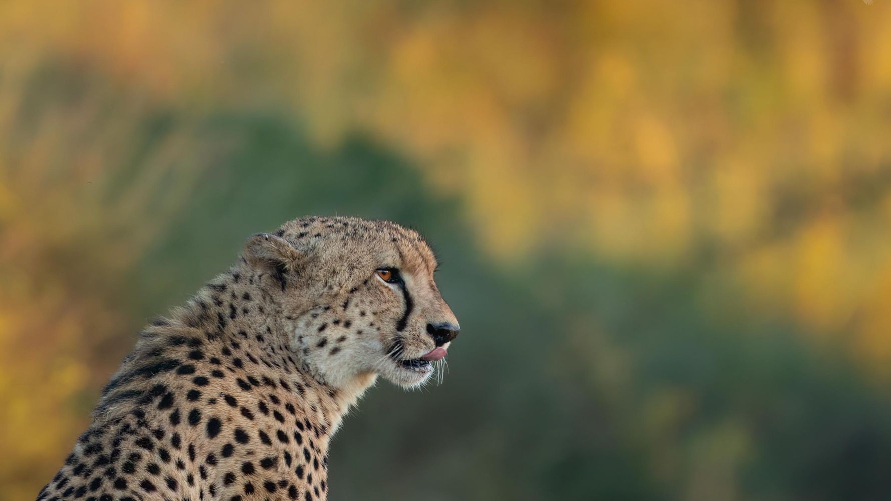 Cheetah