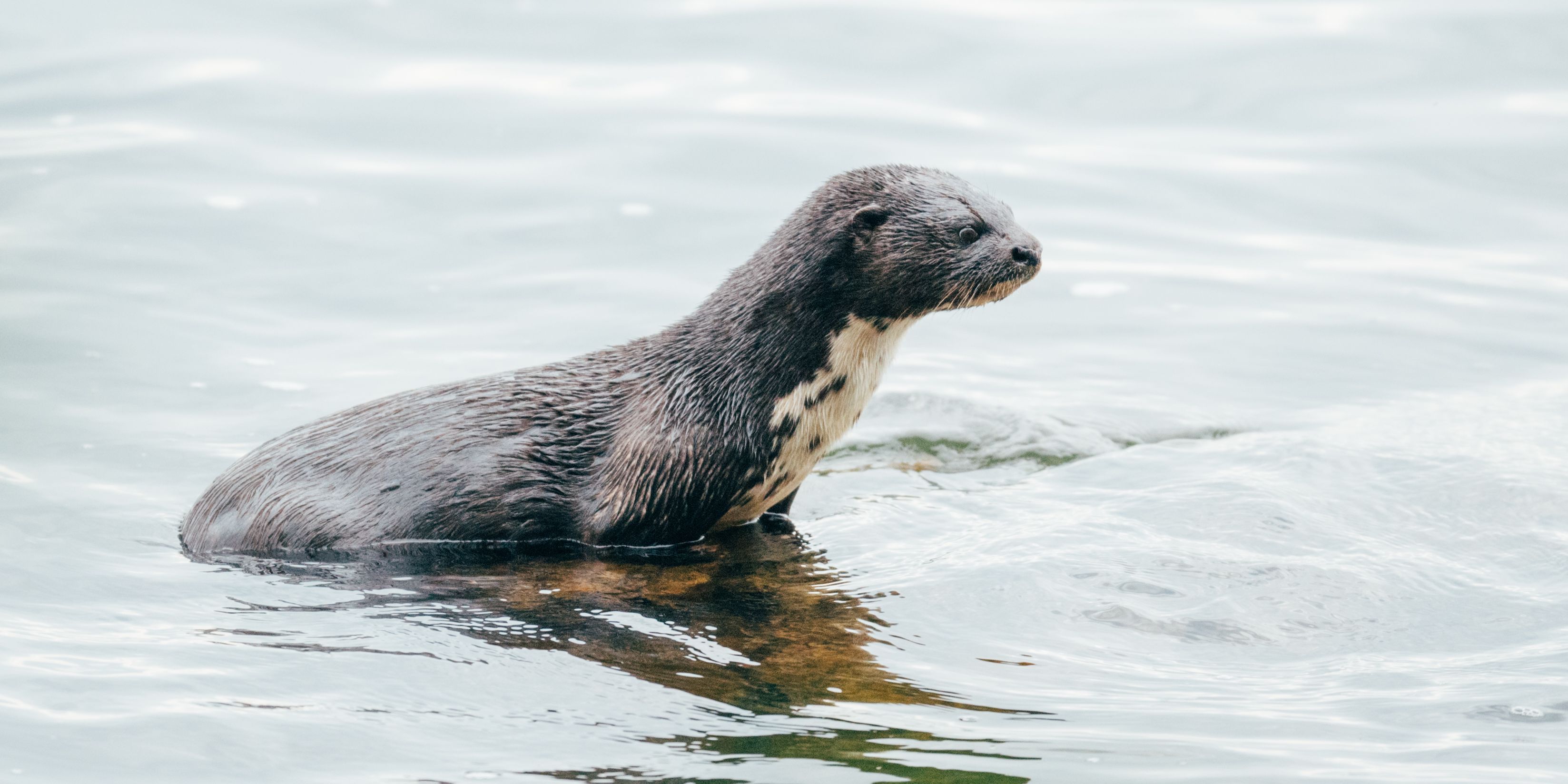 natucate-pwe-tanzania-rubondo-spotted-necked-otter