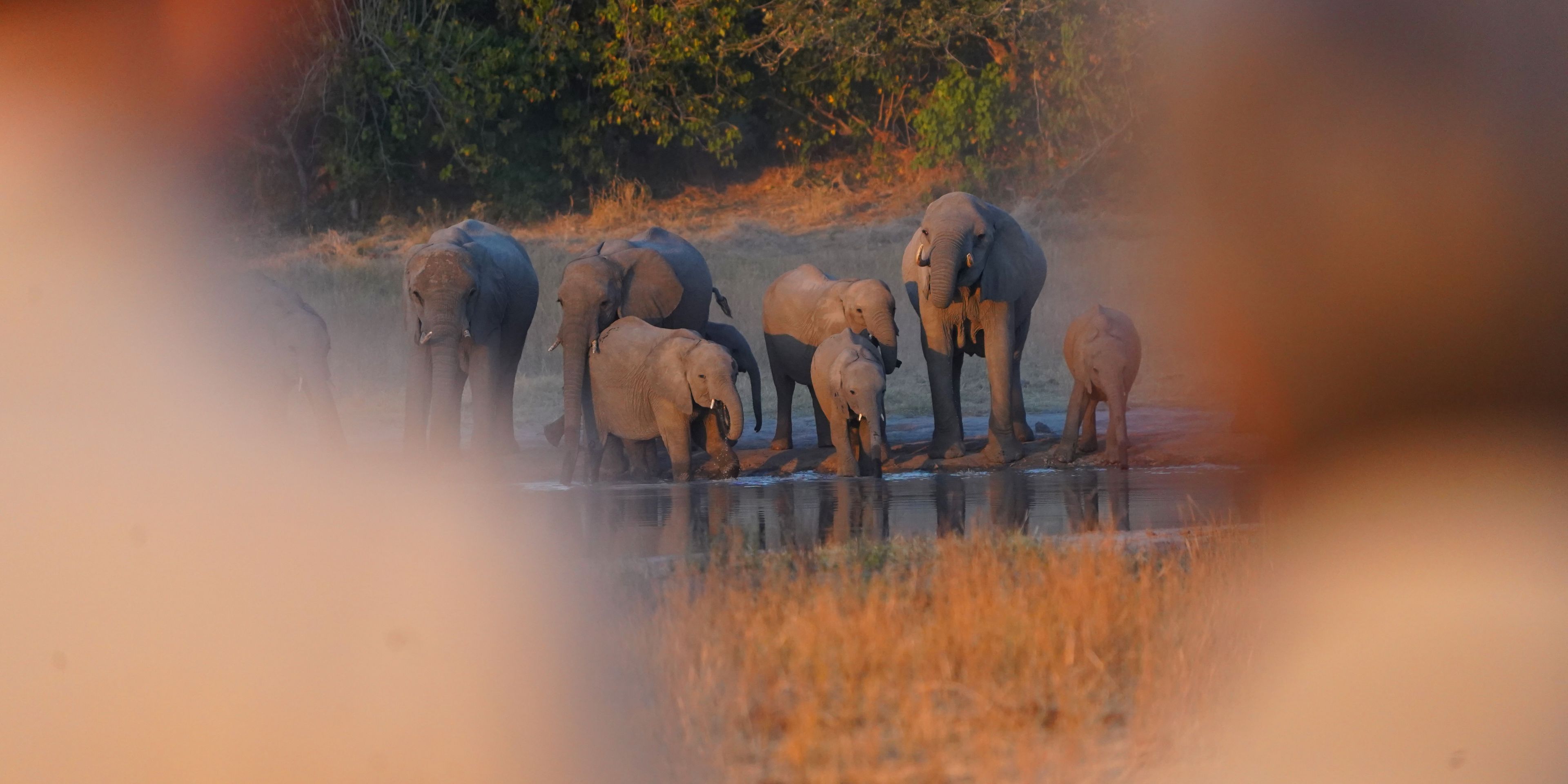 Elefantenherde am Wasserloch im Okavango Delta