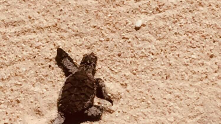 freiwilligenarbeit-seychellen-erfahrungsbericht-artenschutz-kundenfotos-schildkroeten-natucate