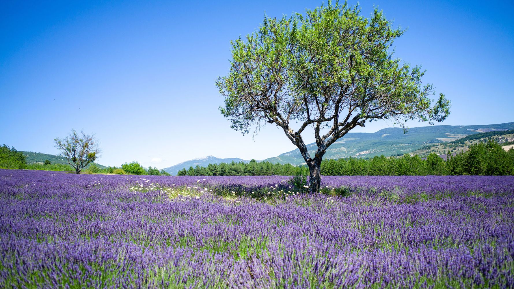 This lavender field shines in a charming lilac hue. The single tree in the field is an eye-catcher.