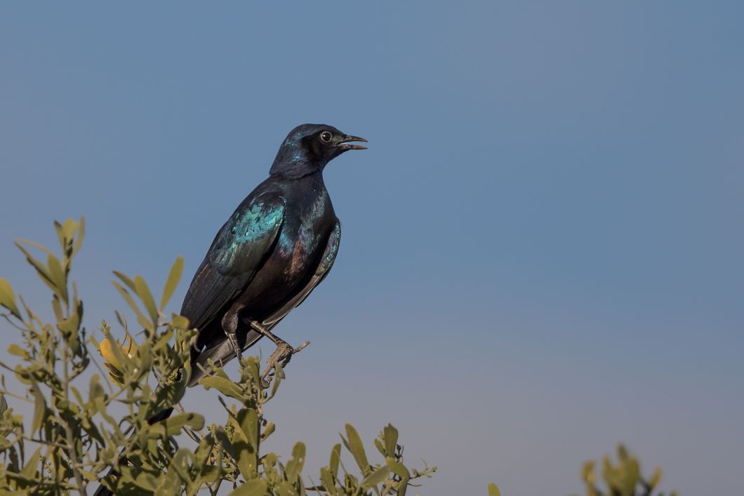 safari-botswana-expedition-okavango-delta-starling