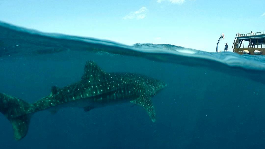 blog-ratgeber-warum-walhaie-schutz-malediven-wasserspiegel-natucate