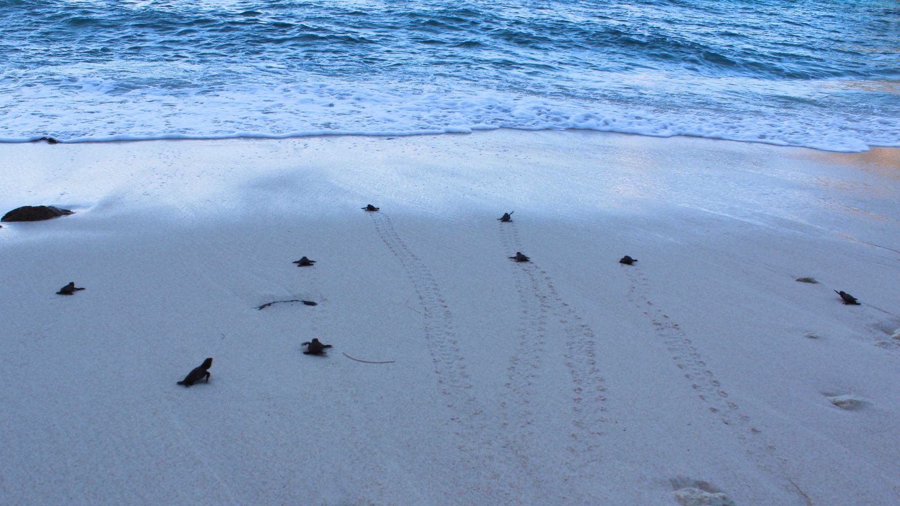 freiwilligenarbeit-seychellen-artenschutz-preis