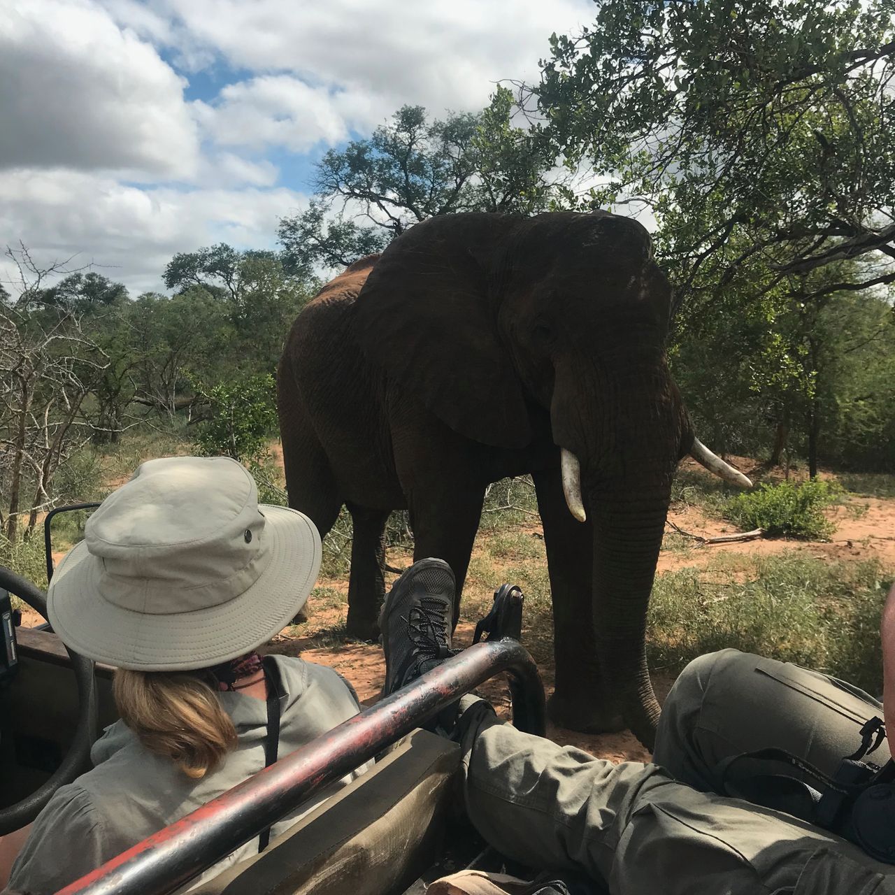 erfahrungsberichte-rangerkurse-suedafrika-field-guide-level-1-nadine-elefant-natucate