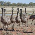 Eine Gruppe von Emus durchstreift Australiens endlose Wildnis.