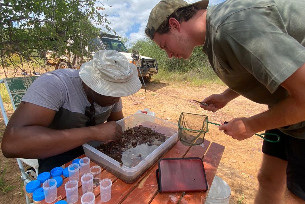 natucate-volunteering-south-africa-marataba-counting