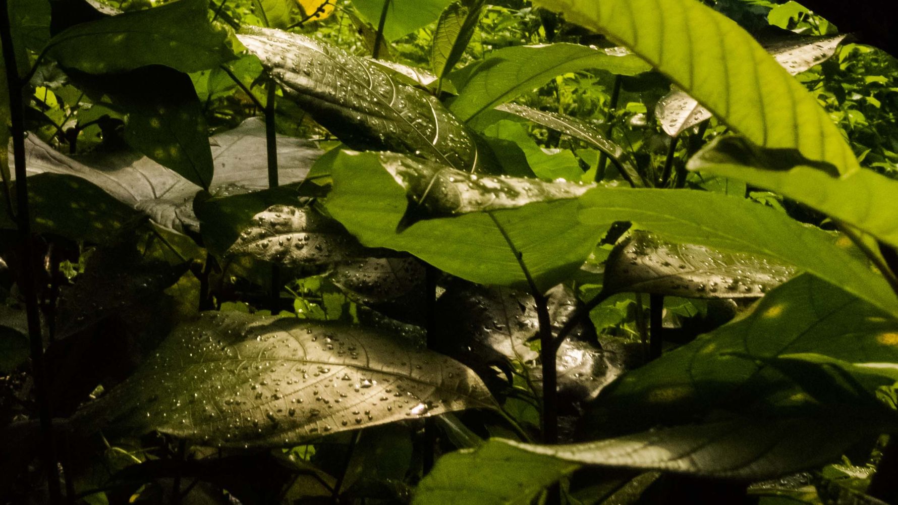 Die tropischen Regenwälder von Indonesien gehören zu den wichtigsten Regenwaldgebieten der Erde.
