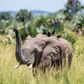 uganda-laenderinformation-murchison-falls-national-park-elefant-busch-voegel