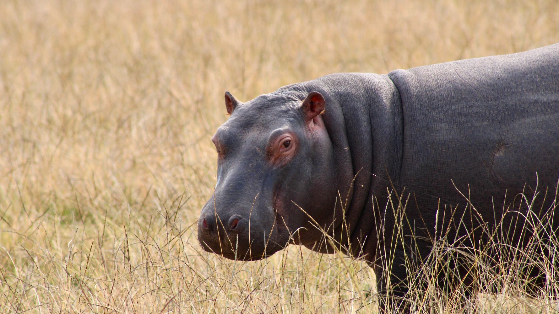 reiseinformationen-suedafrika-mossel-bay-hippo