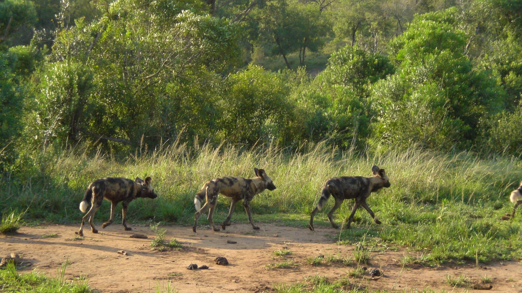 erfahrungsberichte-freiwilligenarbeit-suedafrika-zululand-marianne-wildhunde-natucate