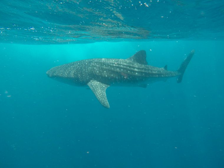 Naturguide: Ein Walhai von der Seite fotografiert
