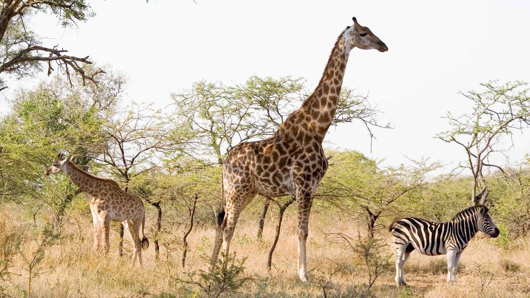 natucate-blog-news-anniversary-wilderness-giraffe