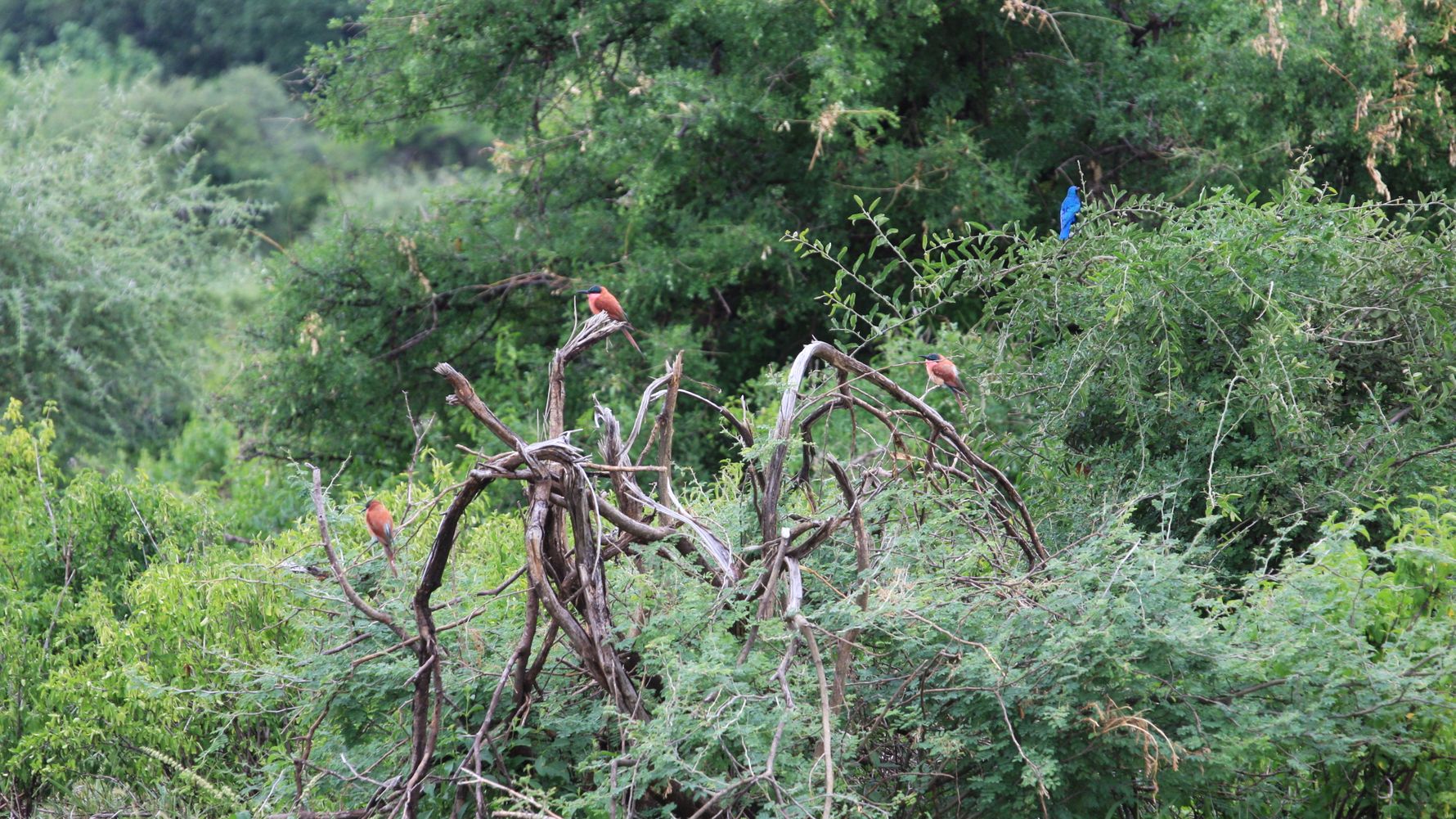 Rangerausbildung: Mehrere Karminspinte und ein Star auf einem Baum