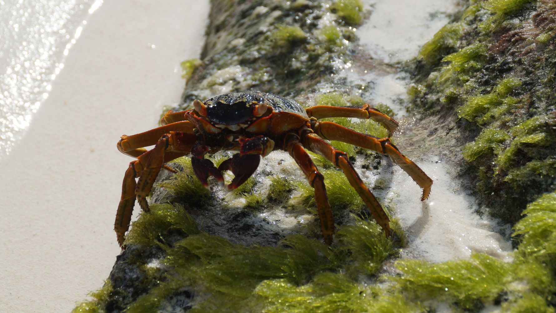 freiwilligenarbeit-seychellen-erfahrungsbericht-artenschutz-kundenfotos-krebs-natucate