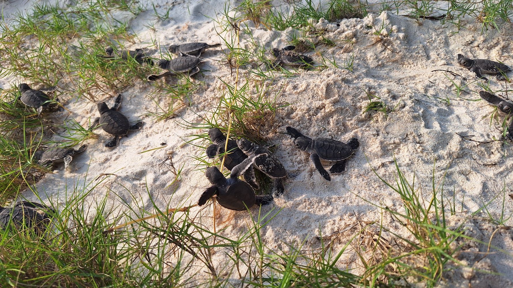 natucate-blog-review-seychelles-north-island-lydia-baby-turtles-beach