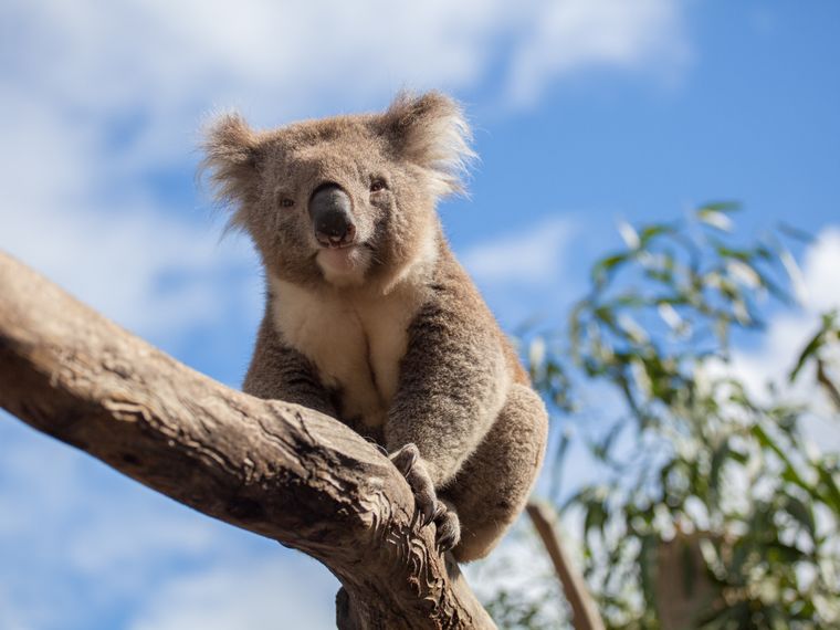 Hope the Koala - Sat, May 23 12:30PM at Livermore