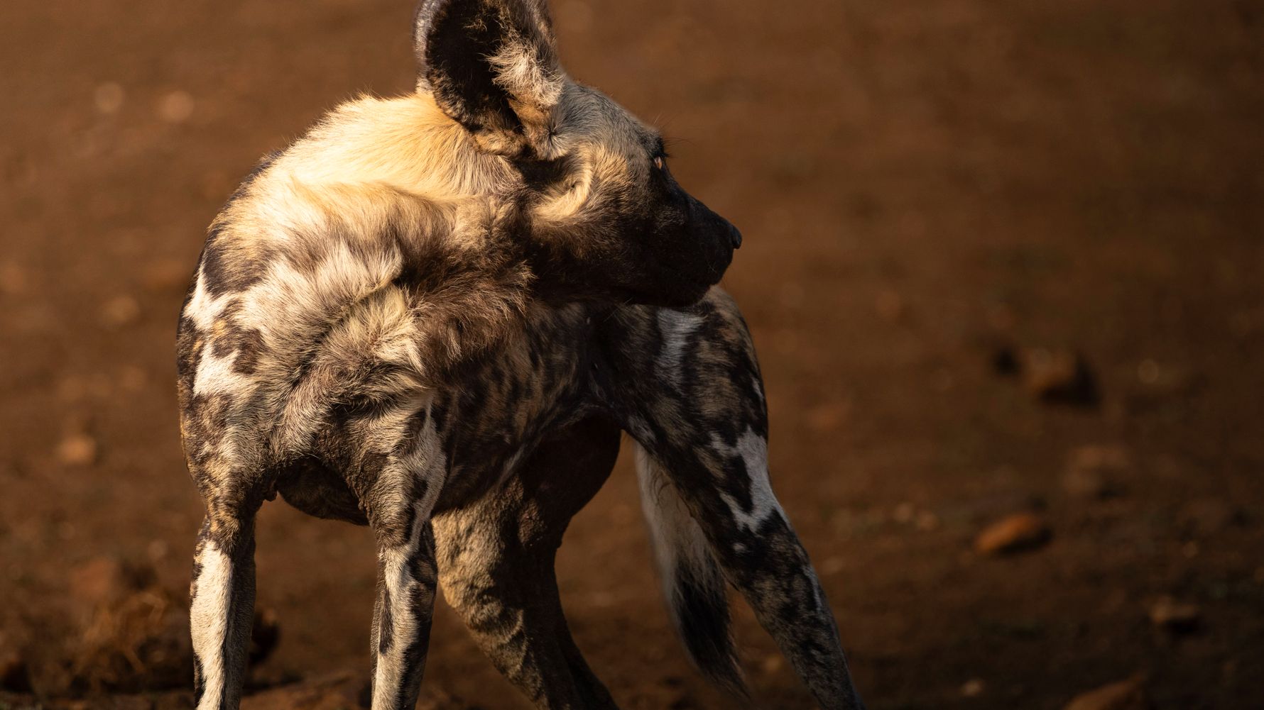 Wildhund schaut sich um