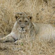erfahrungsberichte-naturreisen-suedafrika-ecoquest-jennifer-loewe