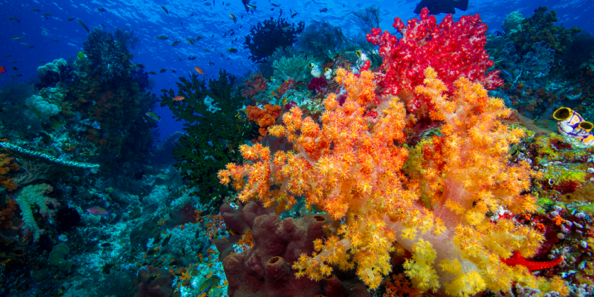 Eine farbenfrohe Weichkoralle leuchtet in Gelb, Orange bis Rot im flachen Gewässer in Südostasien.