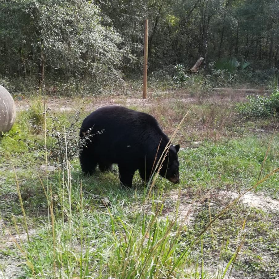 erfahrungsberichte-freiwilligenarbeit-usa-florida-wildlife-margaux-schwarzbaer-natucate