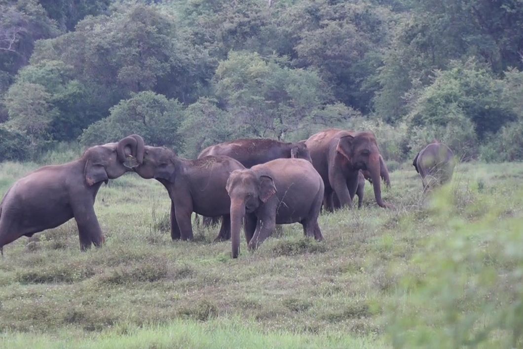 Artenschutz in Asien: Eine Elefantenherde im Wasgamuwa Nationalpark in Sri Lanka