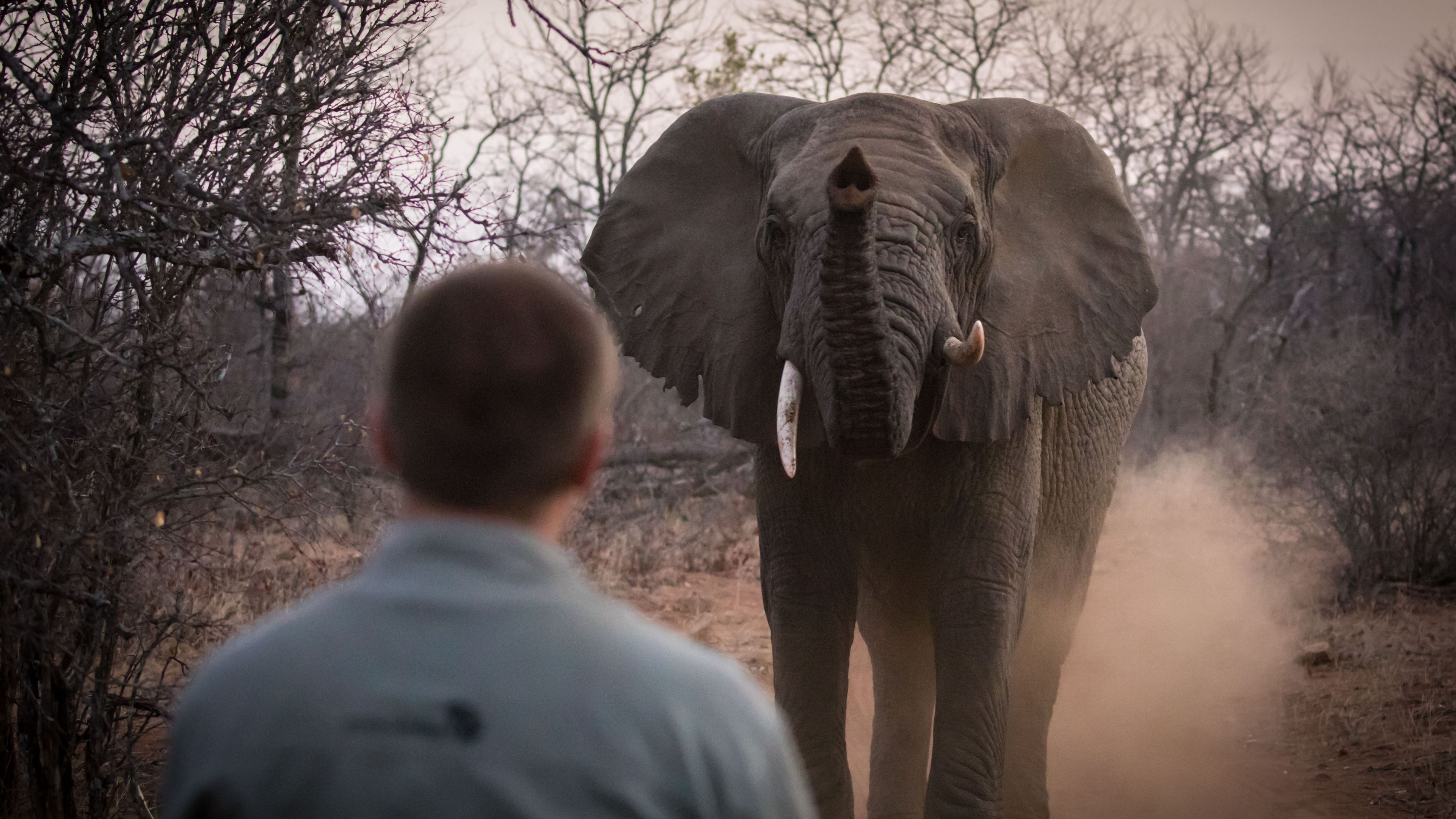 landingpage-ecotraining-wildhueter-ausbildung-afrika-elefant-natucate