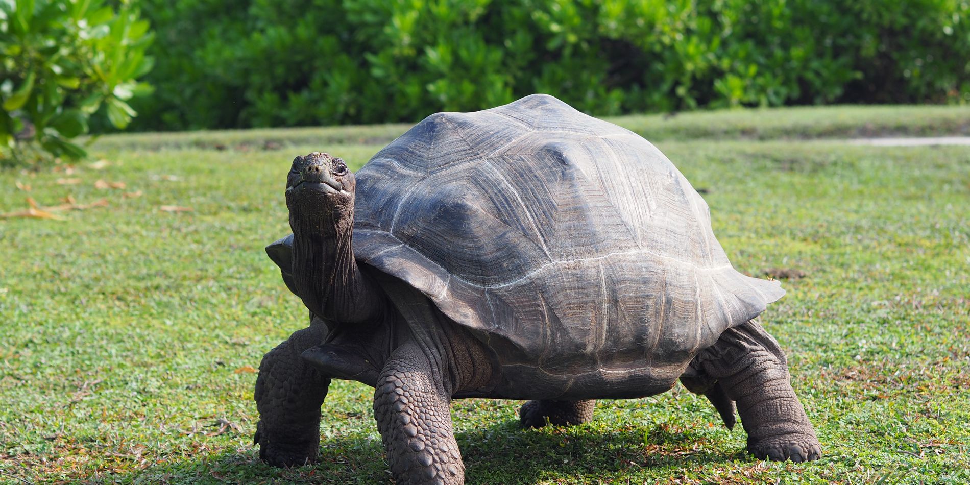 sabbatical-namibia-seychellen-wueste-wasser-landschildkroete-natucate
