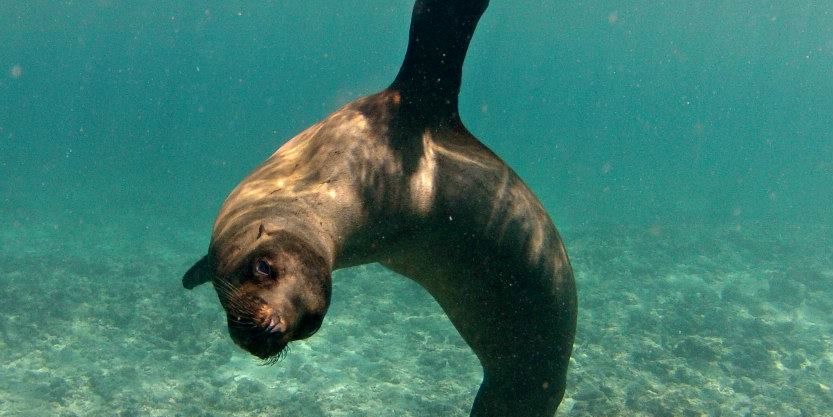 natucate-freiwilligendienst-ecuador-artenschutz-robbe-unterwasser