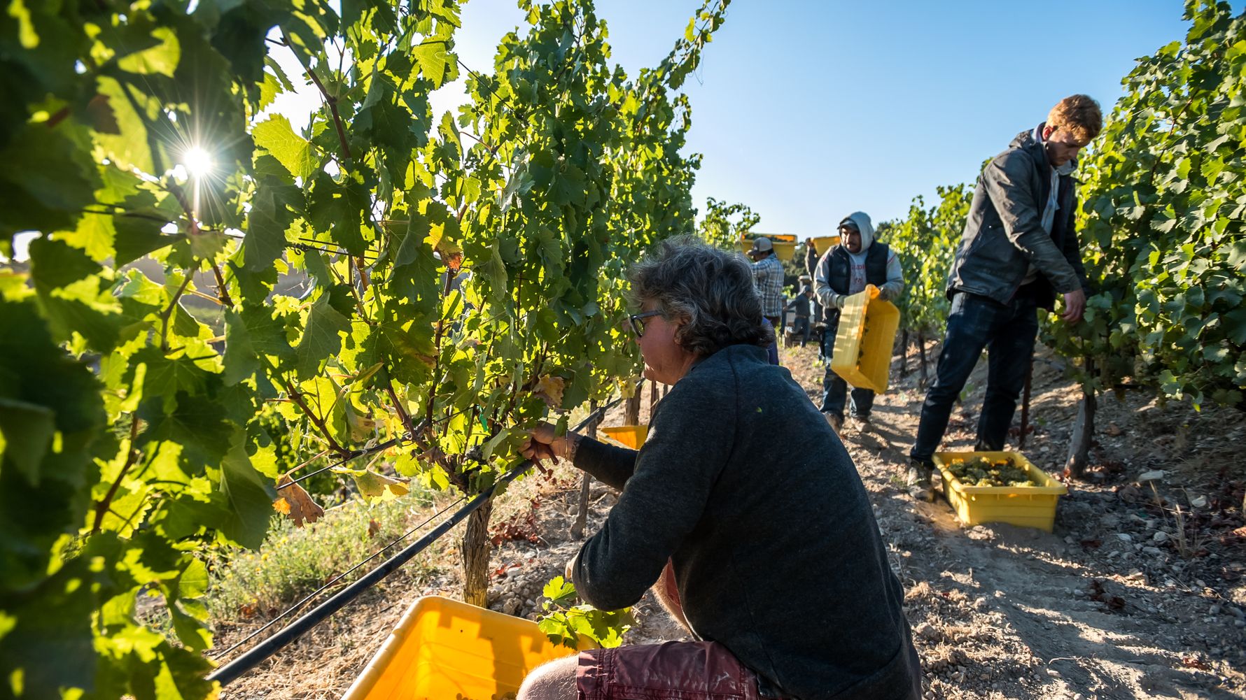 erfahrungsberichte-praktikum-usa-weinbau-michael-weinreben-ernte