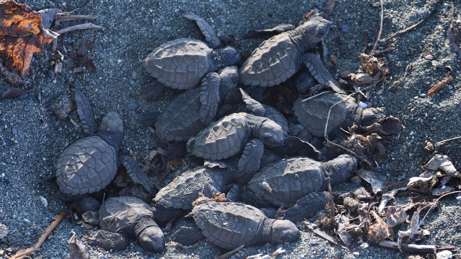 natucate-review-costa-rica-turtle-amelie-turtle-hatchlings