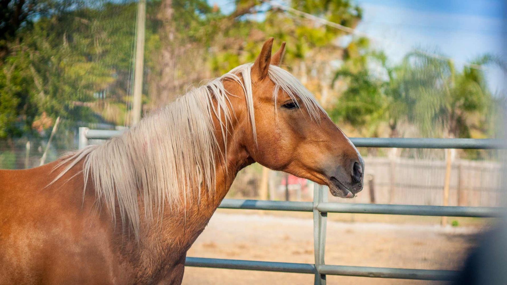 freiwilligenarbeit-usa-florida-pferde-artenschutz-blog-natucate