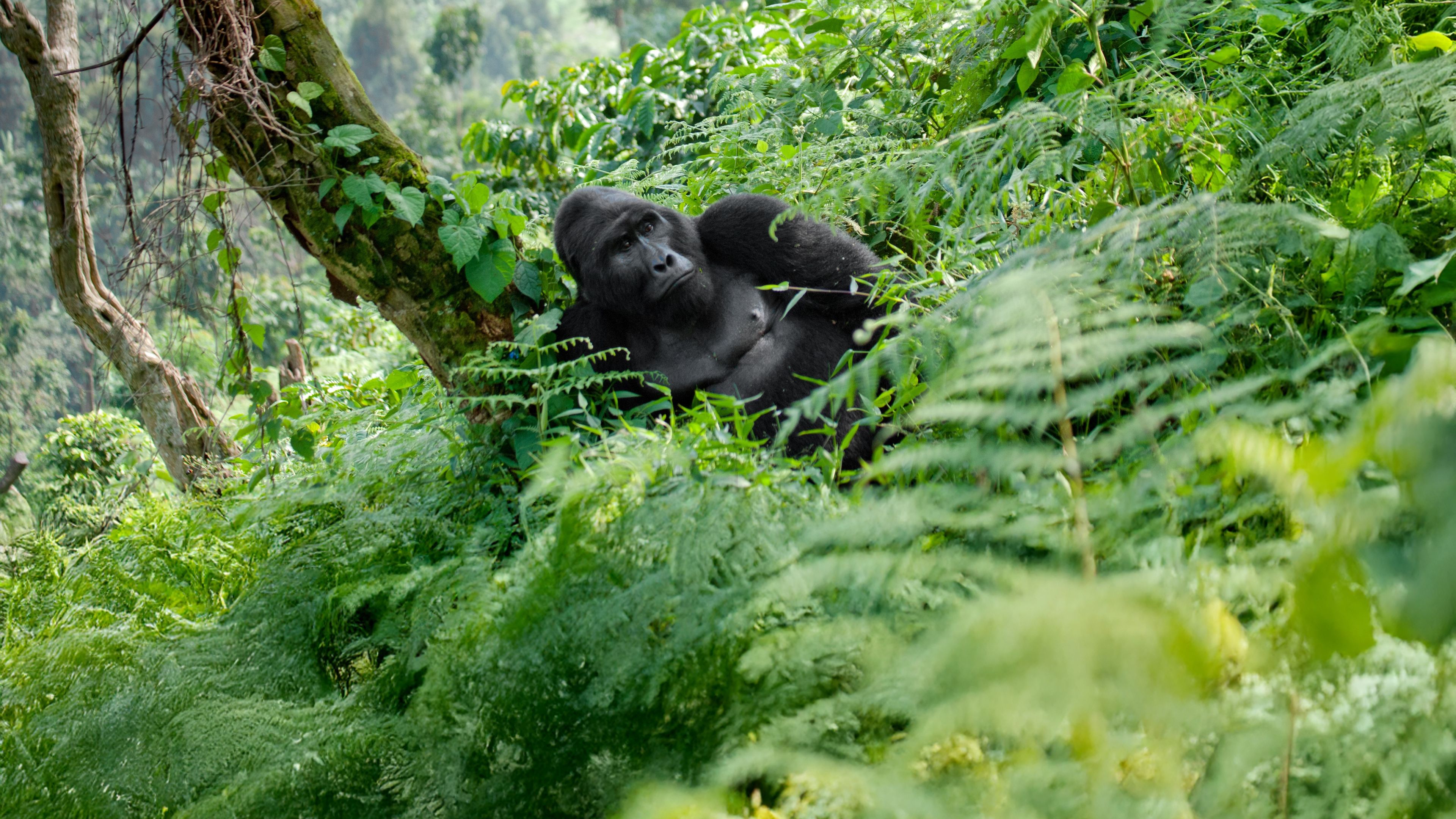 Gorilla sitzt und lehnt sich an einen Baum