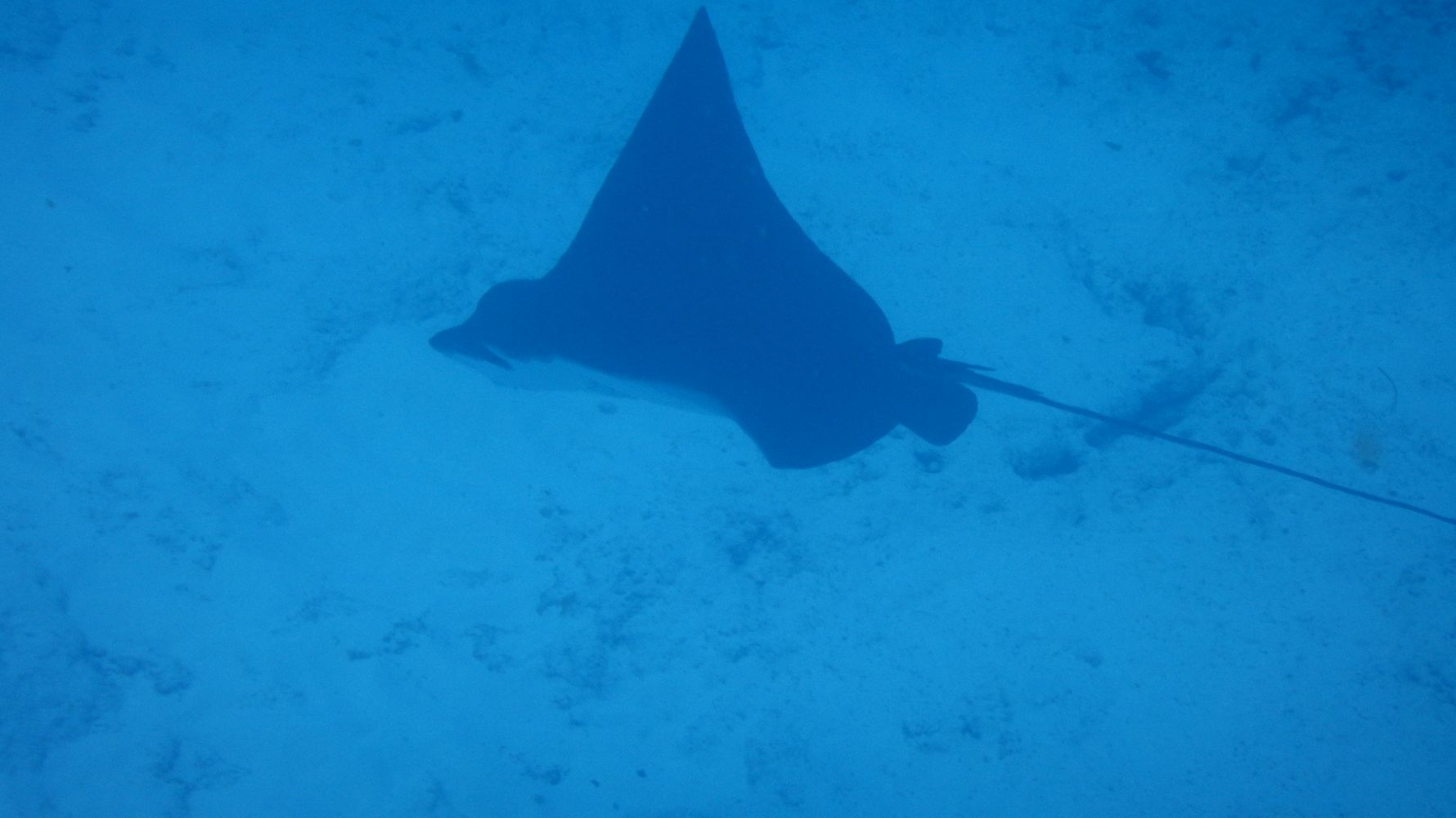 freiwilligenarbeit-seychellen-erfahrungsbericht-rochen-artenschutz-natucate