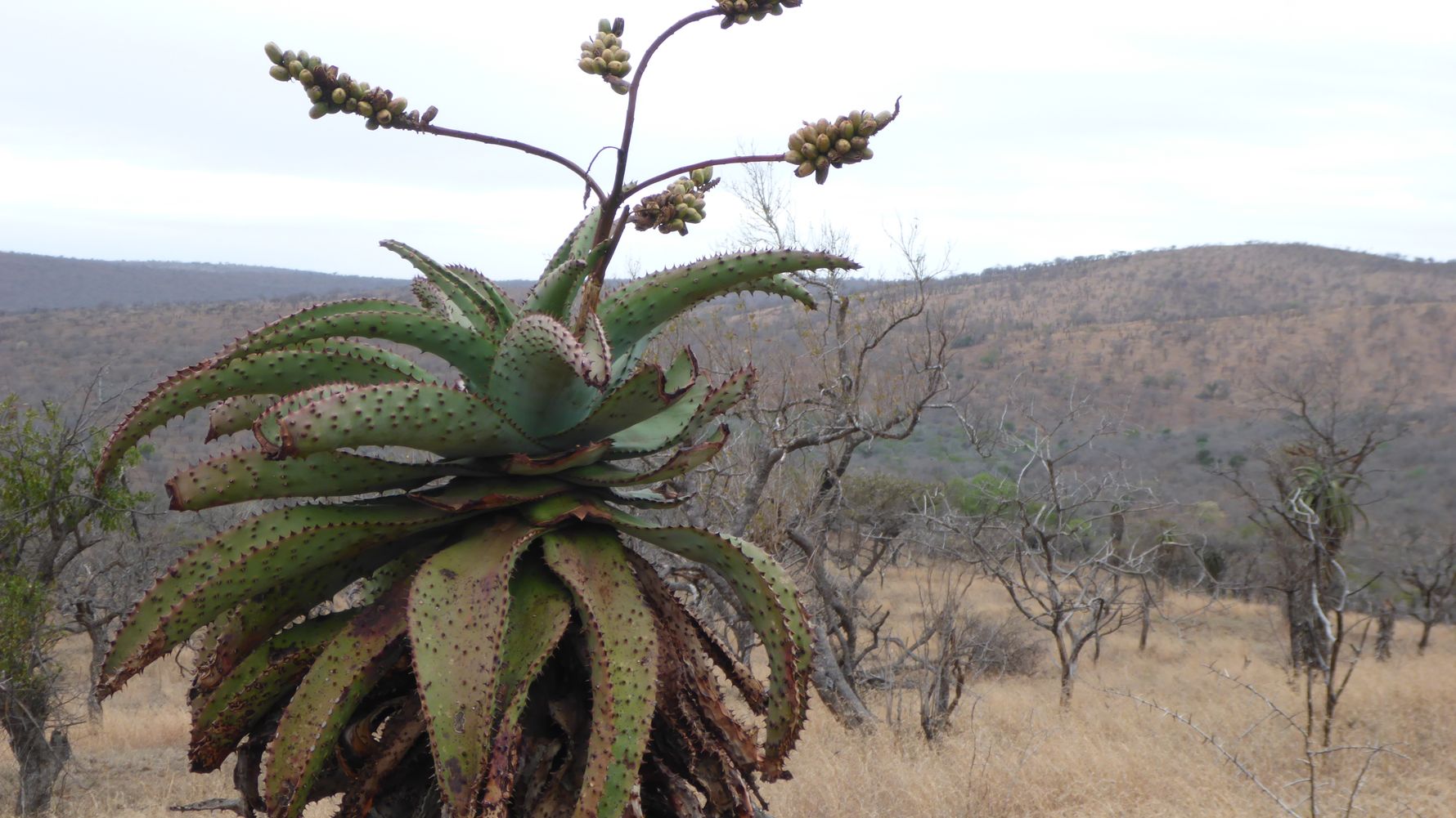 blog-naturwissen-verbreitung-fremdartiger-pflanzen-naturschutz-pflanze-natucate