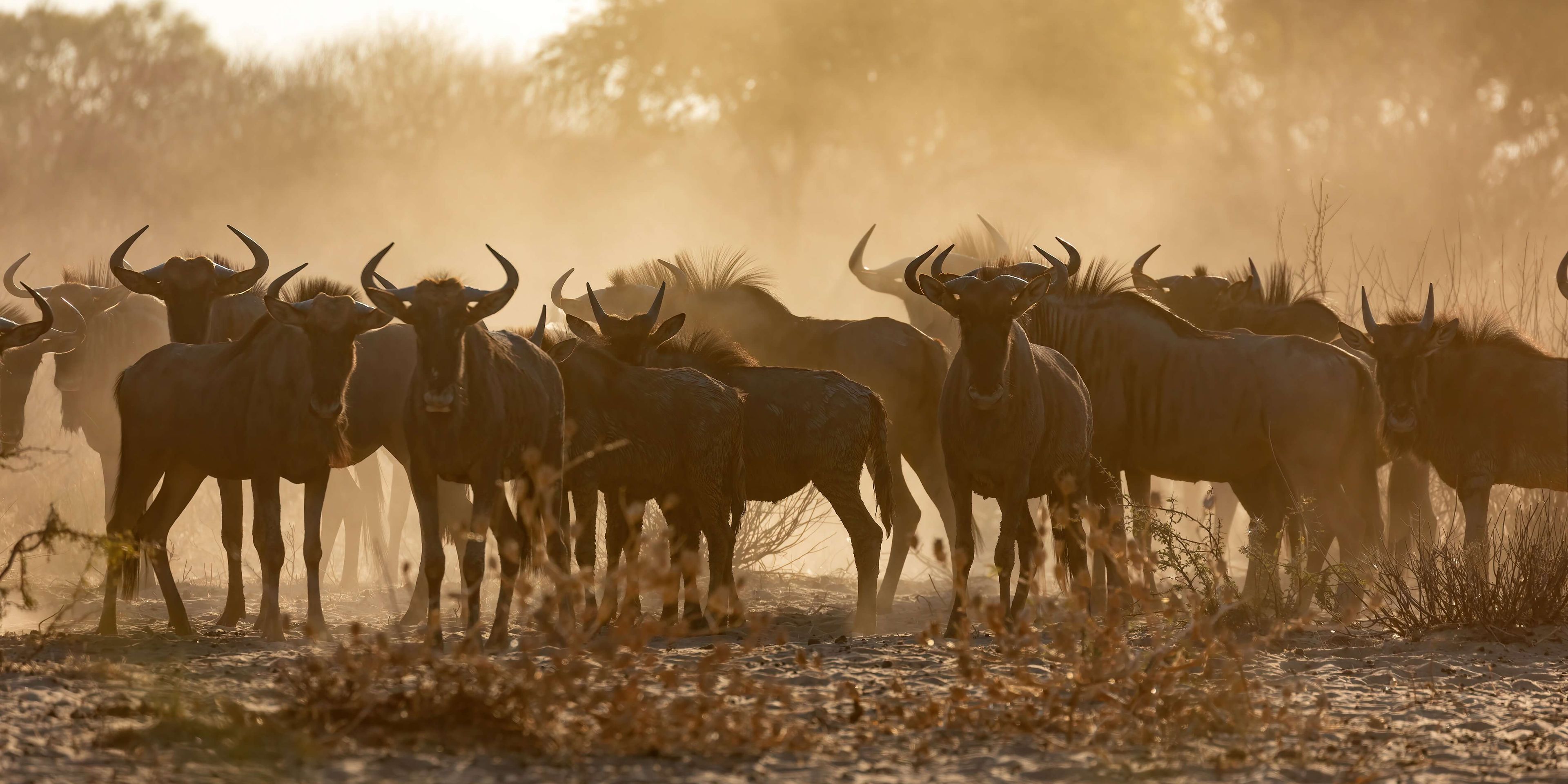 natucate-volunteering-southafrica-kalahari-animals