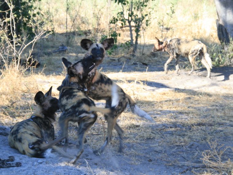 wildhunde-afrika-naturwissen