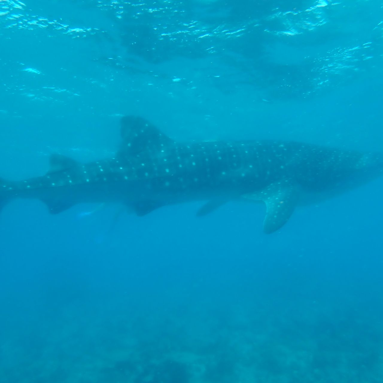 freiwilligenarbeit-malediven-erfahrungsbericht-artenschutz-walhai-natucate