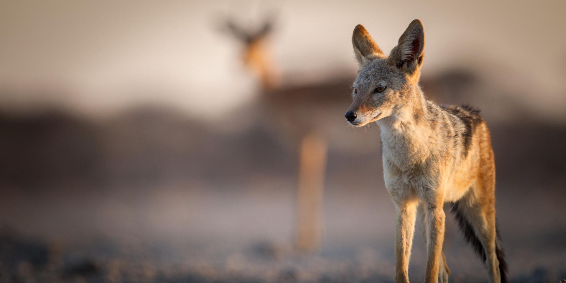 natucate-safari-namibia-etosha-south-desert-fox