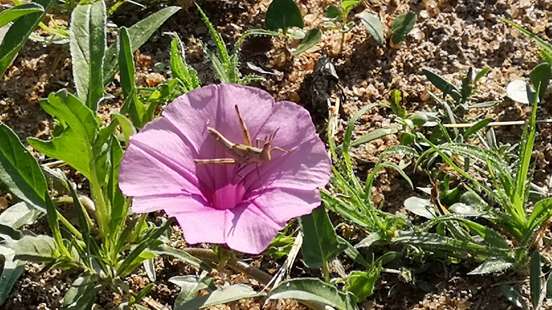 erfahrungsberichte-naturreise-suedafrika-ecoquest-caroline-blume-natucate