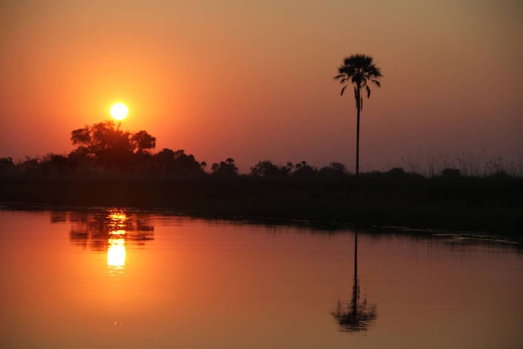 safari-botswana-zu-fuss-durchs-okavango-delta-sonnenuntergang-palme-natucate